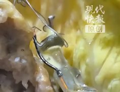 食物平安再次失守华莱士走到了转型十字口